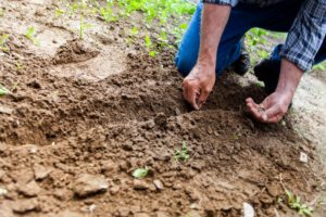 community garden volunteer